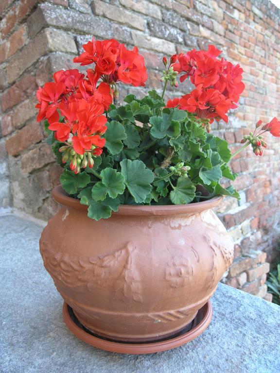 La Cantinetta Resort Mombello Monferrato Εξωτερικό φωτογραφία